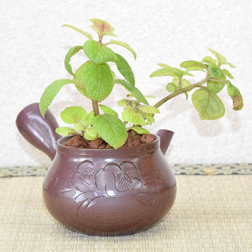 スエーデンアイビー 茶小泉 茶の香り