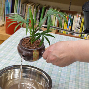 急須内の水量を調整したり、植物を植えたまま水の交換ができます。